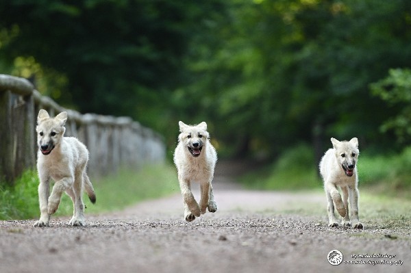 Polarwölfe Arctic wolves Anyu Nova Yuki